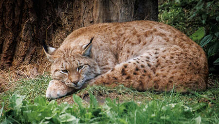ID: A Eurasian Lynx curled up, facing towards the camera.